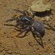 Trapdoor spider may have dispersed across the ocean from Africa to Australia. Image Credit: Nick Birks